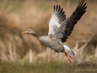 wild goose taking flight, geese flight, spread wings, greylag, goose, anser anser, anser, goose in flight