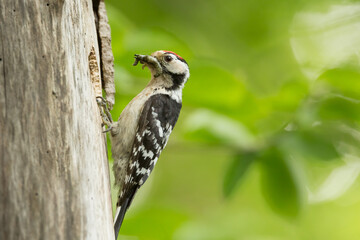 lesser spotted woodpecker (Dryobates minor), woodpecker at the tree hole, feeding chicks, breeding season, woodpecker eating insects, small woodpecker, forest, dry tree, tree hole