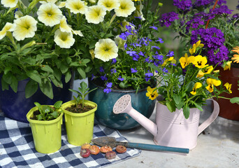 Still life with beautiful flowers, seedlings, tools and watering can on the table. Spring and summer botanical and farming background with gardening objects, vintage home garden and retro concept