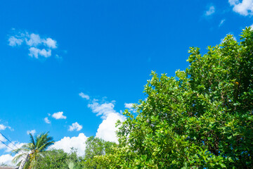Tree branch on blue sky background ,Summer background concept,home garden in vacation time.