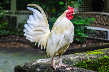 Rooster stand in the Garden in the back yard
