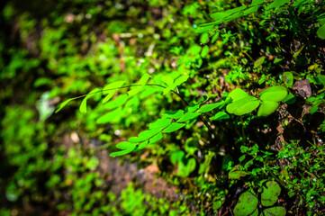 Moss green on a brick wall Wat Umong Temple Architecture Lanna, Symbols of Buddhism at Umong Temple, Chiang Mai, Northern Thailand