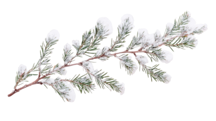 Pine branch covered with snow transparent background