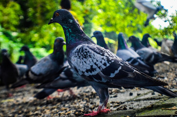 Pigeon (columba livia) stands on Railing in The Park
