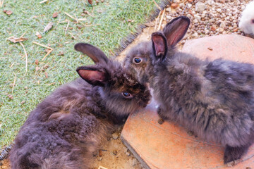 Group of lovely baby bunny easter rabbits eating carrot,wild rabbits sitting outside with friends,Home decorative rabbit outdoors,White rabbit on green grass,copy space,soft focus.