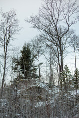 trees in the snow
