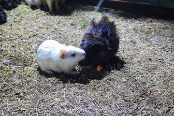 A group of colorful marmots mingle and nibble on grass, showing off a variety of fur patterns and colors in an open enclosure.