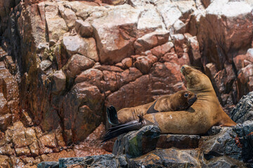 A seal family basking in the sun on the reef