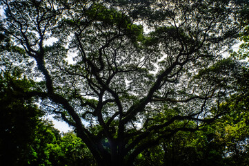 Silhouette of the Rain tree at Wat Jedyod Royal temple, Muang Chiang Mai, Chiang Mai, Northern Thailand