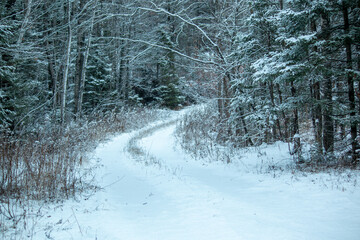 A road in the winter forest