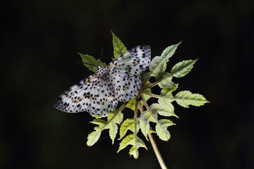 Closeup image of moth on green leaf with black background