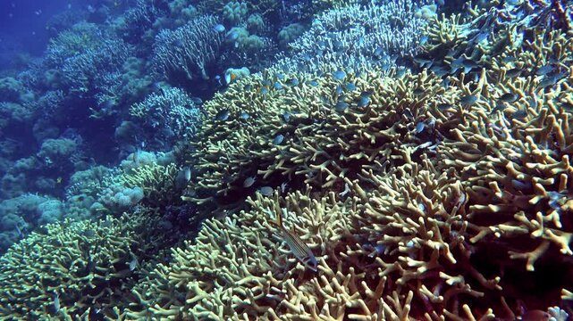 Swallowtail puller fish, damselfish and rabbitfish on an Indonesian reef.