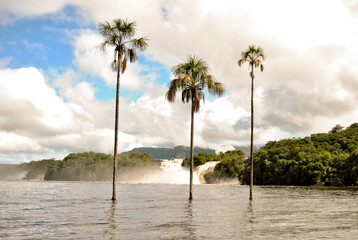 Laguna de Canaima en Venezuela. Las tres palmeras de la Laguna de Canaima  © Brujula