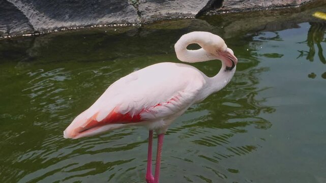 The Pink Flamingo Cleaning Its Feathers And Neck. The Bird Twisted Its Long Neck To Examine Itself.