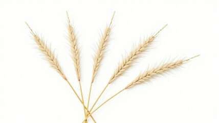 Obraz premium ears of wheat