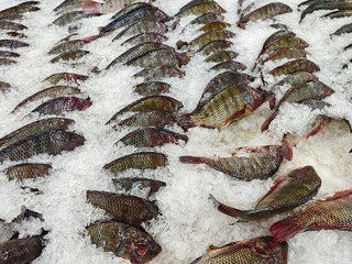 Freshly Caught Fish Displayed on Bed of Ice at Market