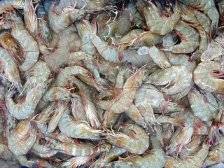 Fresh Shrimp Piled Together in a Clear Container on Display