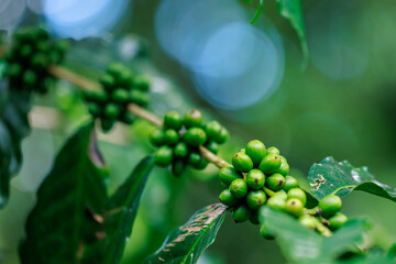 green raw Arabica coffee on coffee Plant in the big forest, at chiang mai thailand, in the rain season, 100% organic coffee that awakens with the forest and nature.