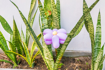 Colorful Flower from balloons blooming in pot,Balloons twisted into a blossoming flower bouquet,Party balloon elements.