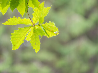 Oak branches with green and yellow leaves in autumn park.