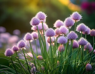 chives flowering in a garden