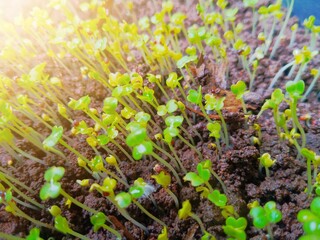 This image captures a young seedling emerging from fertile soil, bathed in warm sunlight. It is a...