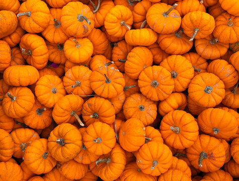 pumpkin harvest in autumn season