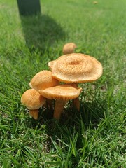 mushrooms in the grass