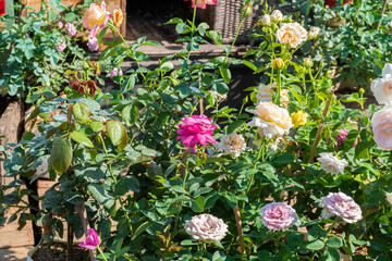 Pink rose in the field against sky in summer garden,Pink and Yellow Rose flower on background,bright sun summer landscape background,holiday sunny day,space for text.