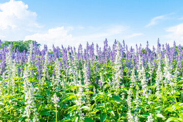 Violet lavender flowers in the field in sunny day,Lavender field under sky and lines,copy space,flower garden concept,Aromatherapy Perfume ingredient.