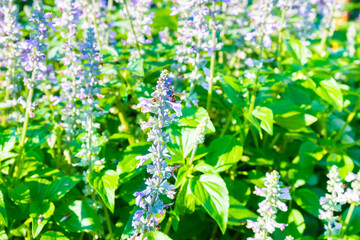 Violet lavender flowers in the field in sunny day,Lavender field under sky and lines,copy space,flower garden concept,Aromatherapy Perfume ingredient.