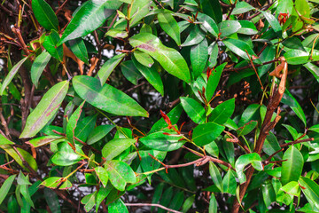 Close up leaves of Red Shoots (Syzygium myrtifolium), an anti-pollution plant and ornamental plant with bright red leaves.