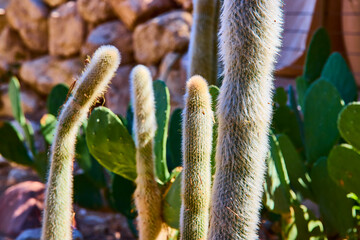 cactus Cluster in Sunlit Desert Ambiance Eye Level View