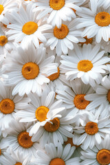 Obraz premium Large collection of chamomile daisy icons featuring white flowers and square designs