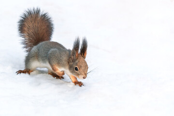 red squirrel on snow in winter park in search of food.