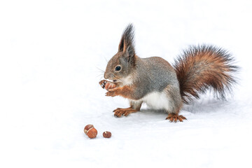 little fluffy red squirrel stands on snow with a nut in paws.