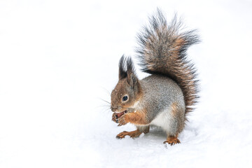 small red squirrel eat a hazelnut on snow.