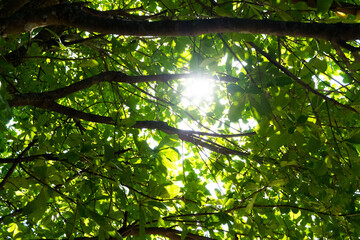 Sun rays shines through forest trees,nature of green leaf in garden at summer,Farming concept nature background.