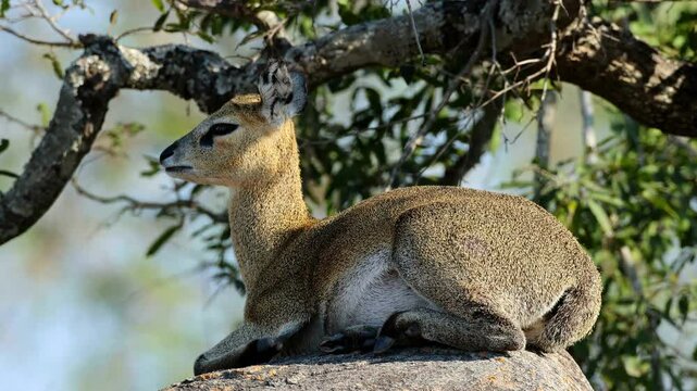 A klipspringer antelope (Oreotragus oreotragus) resting on a rock, Kruger National Park, South Africa