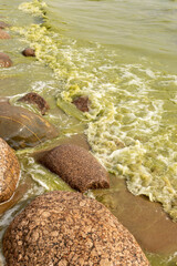 Waves crash against rocks at beach, green flowering water. Summer coastline and nature landscape. Calm and peaceful atmosphere. Enviroment
