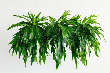 Fototapeta premium Hanging Green Plants Against White Wall