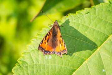 Small tortoiseshell (Aglais urticae), family Nymphalidae on green leaves. Blurred background