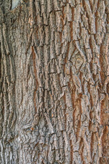 Bark texture and background of a old tree trunk. Detailed bark texture.