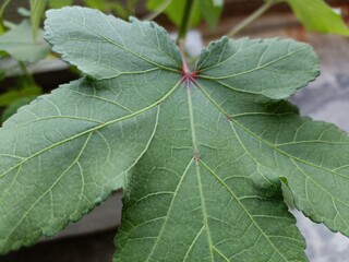 Close-up View of a Green Okra Leaf Showcasing Its Texture and Structure in a Garden Setting