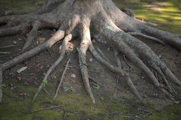 木の根っこ