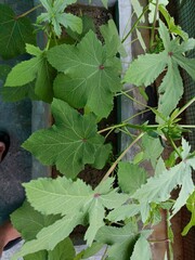 Fresh Green Okra Plants Thriving in a Garden Pot Under Sunlight