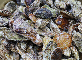 fresh seafood petrified oyster clams