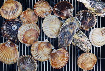 fresh seafood petrified oyster clams