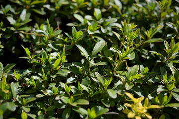 Obraz premium 生垣