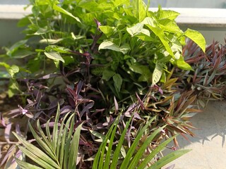 Garden Plants Thriving in Warm Sunlight on a Bright Afternoon in a Home Setting